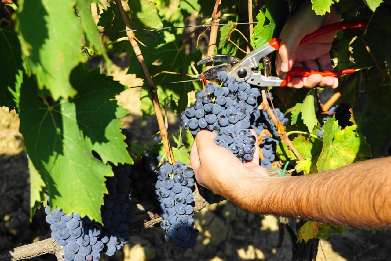 Fattoria Lornano Winery Villa Monteriggioni Luaran gambar