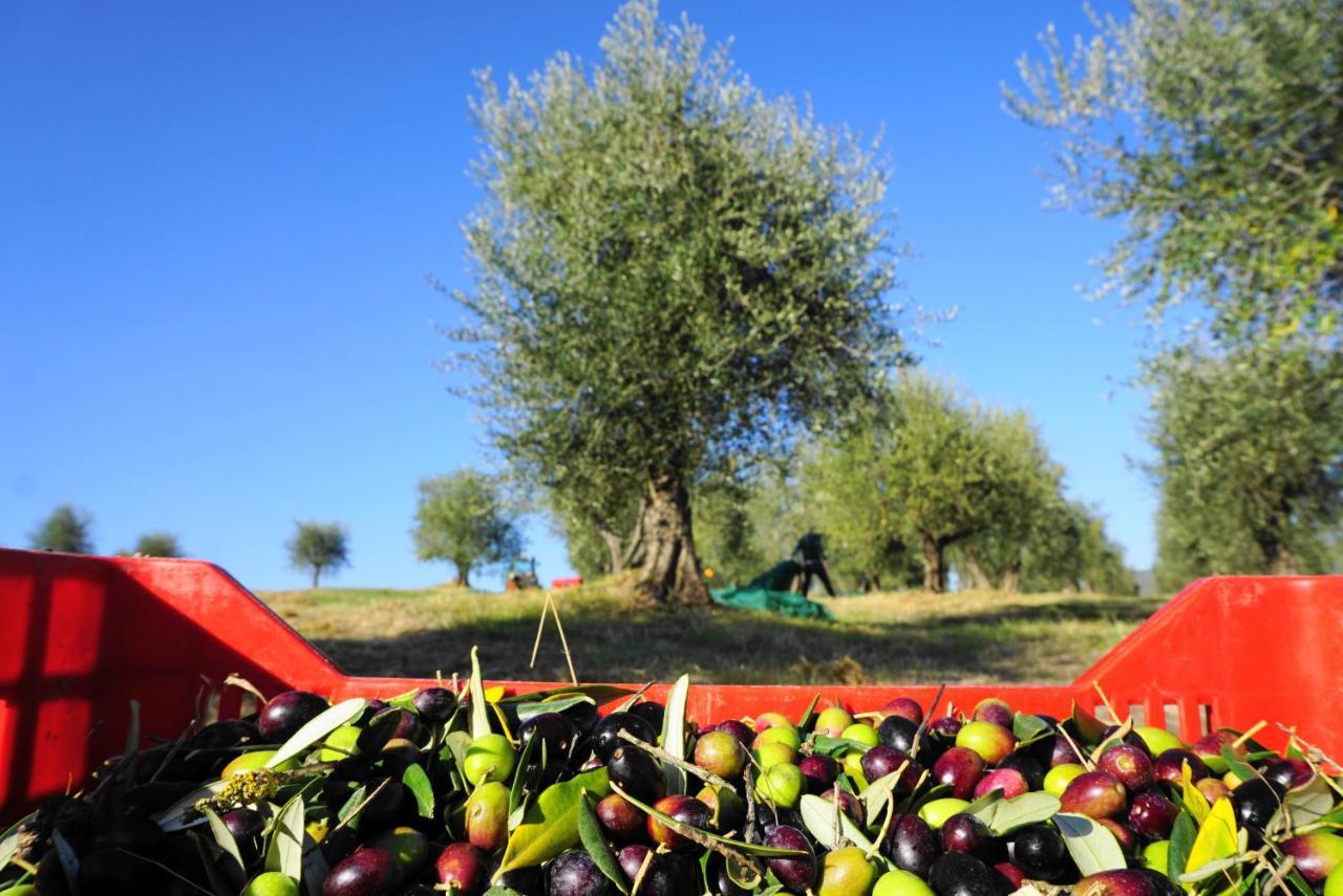 Fattoria Lornano Winery Villa Monteriggioni Luaran gambar